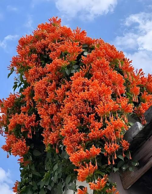象征谦虚向上的花是什么花？这种花的寓意和特点是什么？
