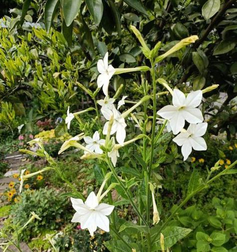 象征谦虚向上的花是什么花？这种花的寓意和特点是什么？