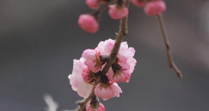 有突破寓意的花代表什么含义？如何选择这种花？