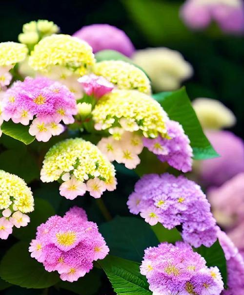 有突破寓意的花代表什么含义？如何选择这种花？