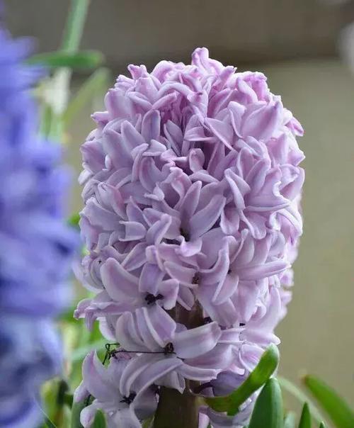 大鱼的花语是什么？如何理解大鱼的象征意义？