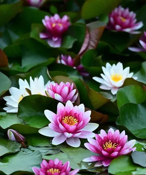 大鱼的花语是什么？如何理解大鱼的象征意义？