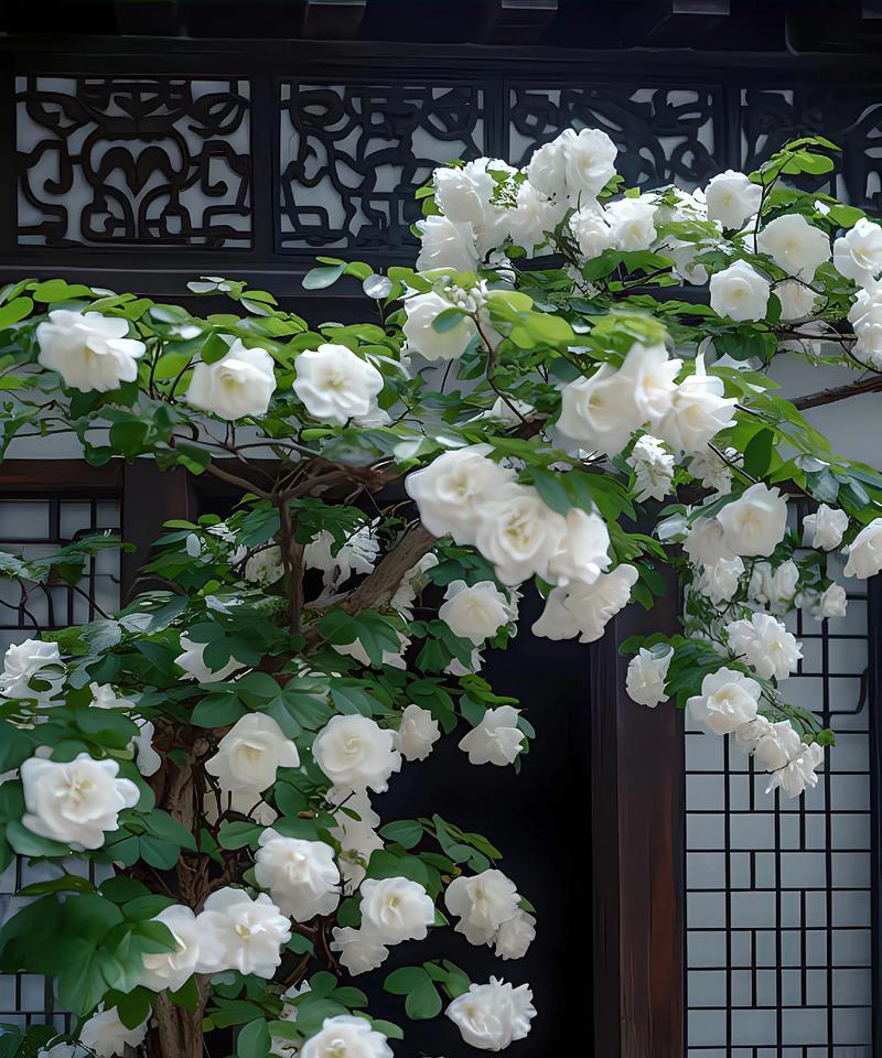什么花语代表暗恋？揭秘隐藏情感的花卉含义？