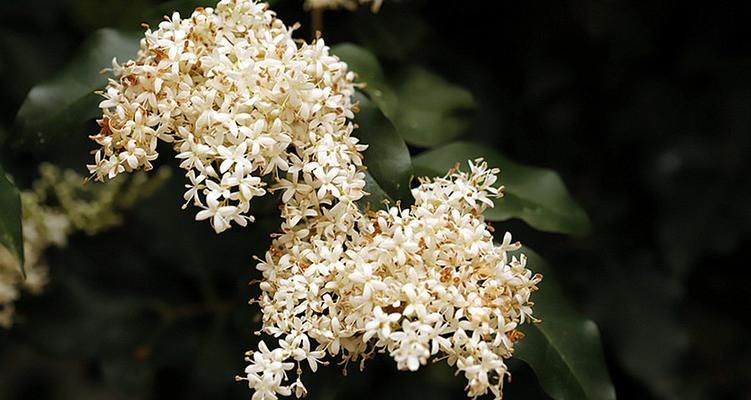 象征贞洁的爱情花是什么花？揭秘最纯洁的花卉象征意义？