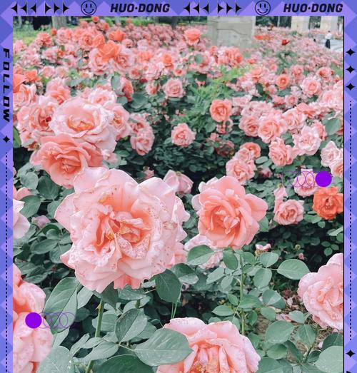 象征贞洁的爱情花是什么花？揭秘最纯洁的花卉象征意义？