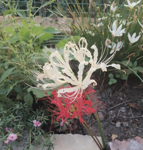 什么花语代表歉意与思念？如何用花卉表达歉意和思念之情？