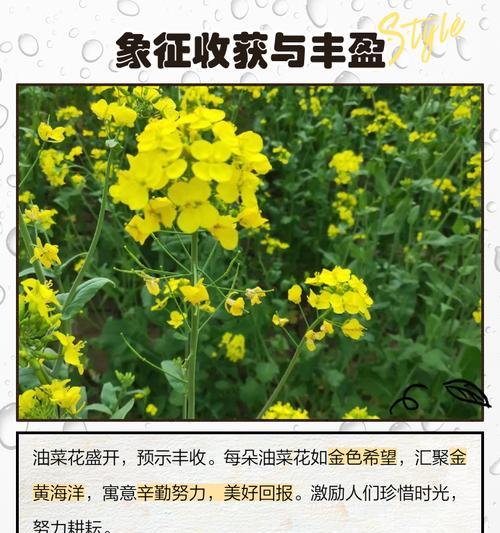 什么花象征加油鼓劲？具有鼓励意义的花卉有哪些？
