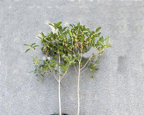 80公分高的花代表什么寓意？花语解读与选择指南？