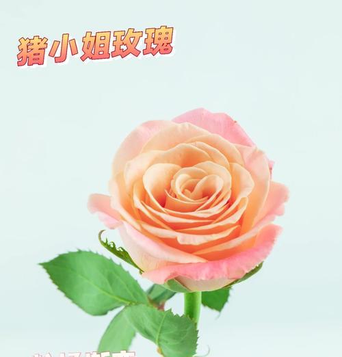笑靥玫瑰的花语含义是什么？如何正确解读？