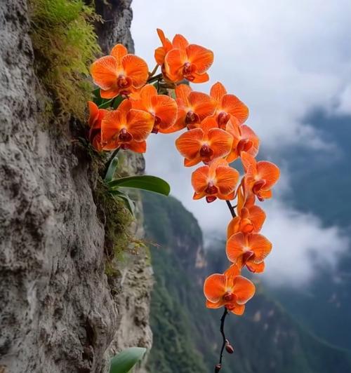 逆境中象征坚韧的花朵有哪些？它们的花语是什么？