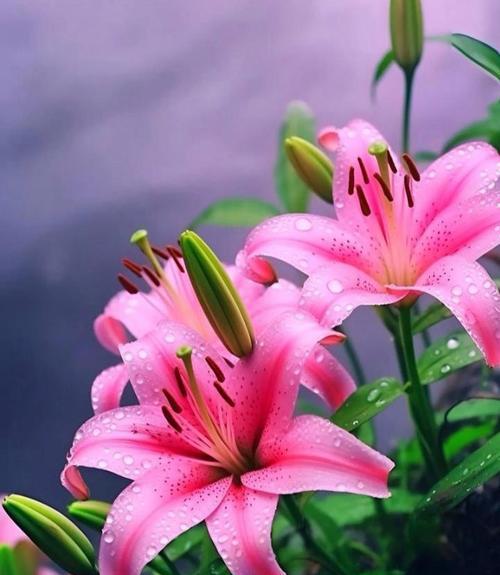 逆境中象征坚韧的花朵有哪些？它们的花语是什么？