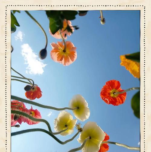 虞美人的花语是什么？如何正确解读虞美人的花语含义？