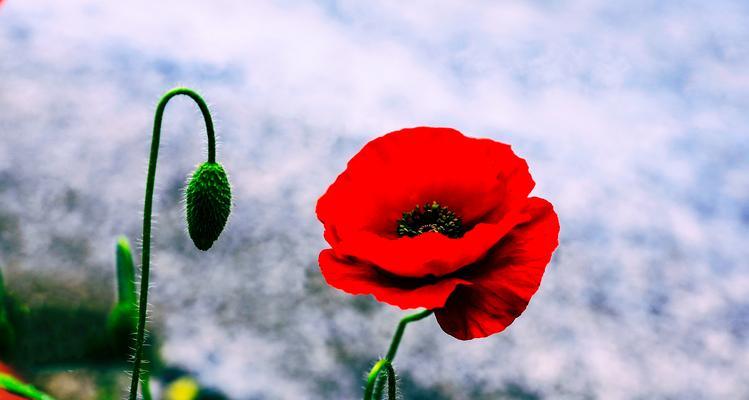 虞美人的花语是什么？如何正确解读虞美人的花语含义？