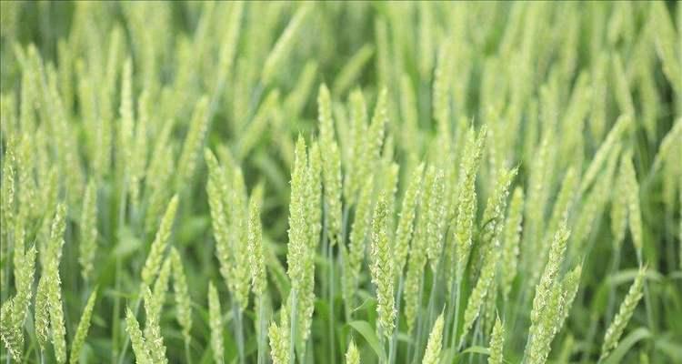 送麦子花代表什么含义？麦子花的象征意义有哪些？