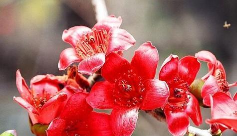 灰狼花语代表什么动物？花语中灰狼的含义是什么？