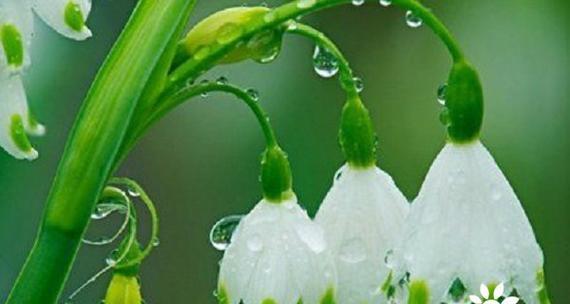 灰狼花语代表什么动物？花语中灰狼的含义是什么？