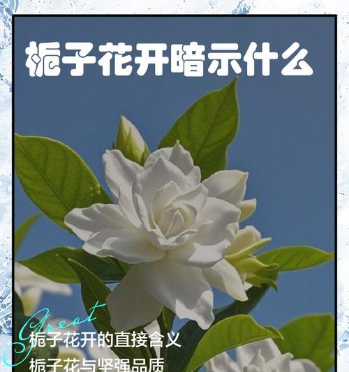 第十七朵栀子花代表什么含义？它的寓意有哪些？