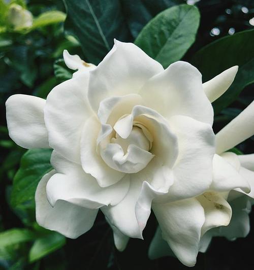 第十七朵栀子花代表什么含义？它的寓意有哪些？