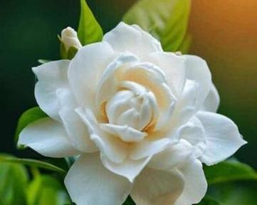 第十七朵栀子花代表什么含义？它的寓意有哪些？