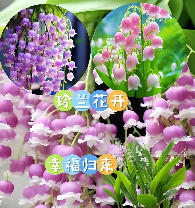 厦门的花开了什么花语？如何解读厦门花卉的花语含义？