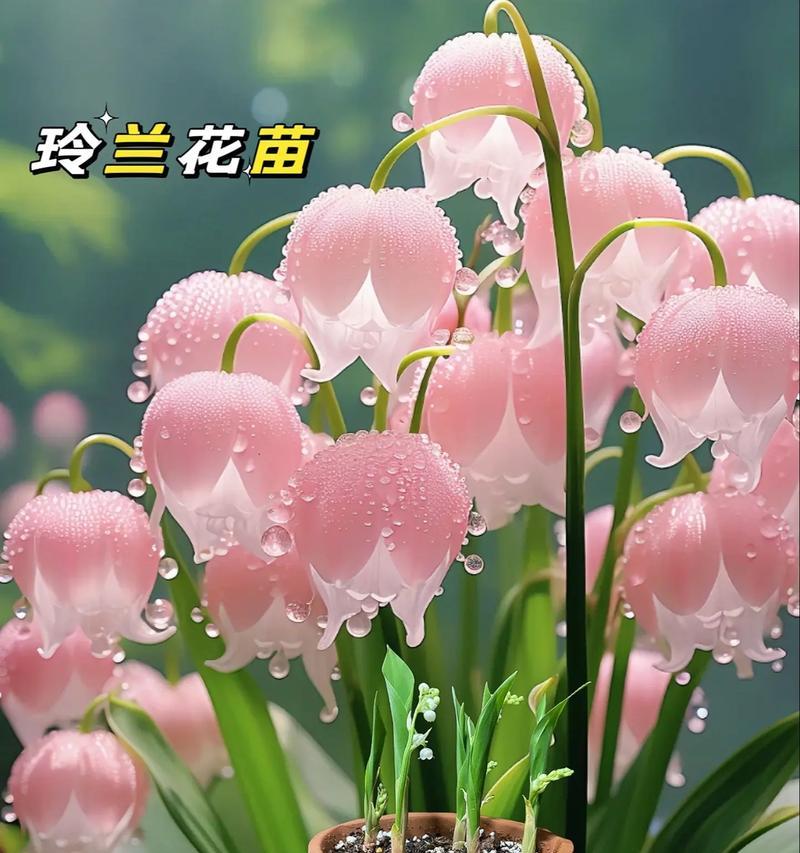 厦门的花开了什么花语？如何解读厦门花卉的花语含义？