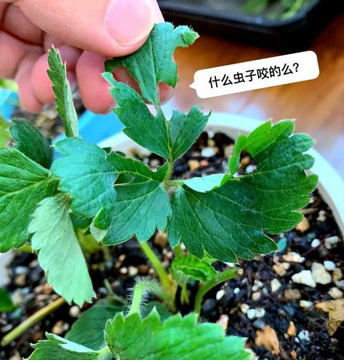 桃熏草莓叶子发黄的原因及解决方法？