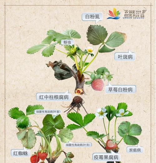 桃熏草莓叶子发黄的原因及解决方法？