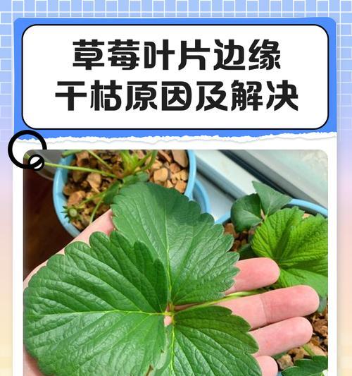 桃熏草莓叶子发黄的原因及解决方法？