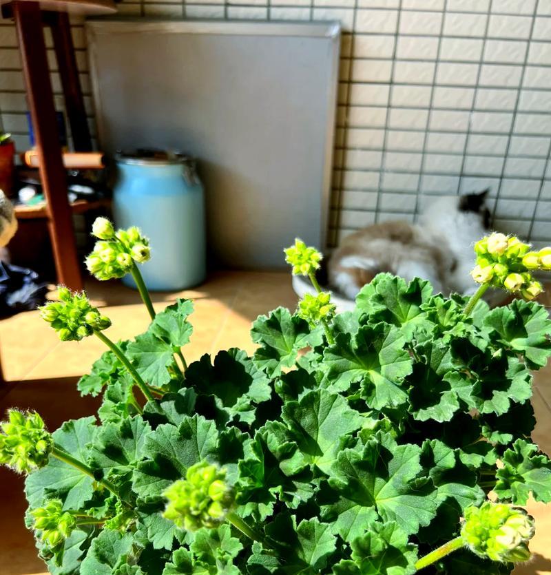 白色天竺葵的养护技巧有哪些？