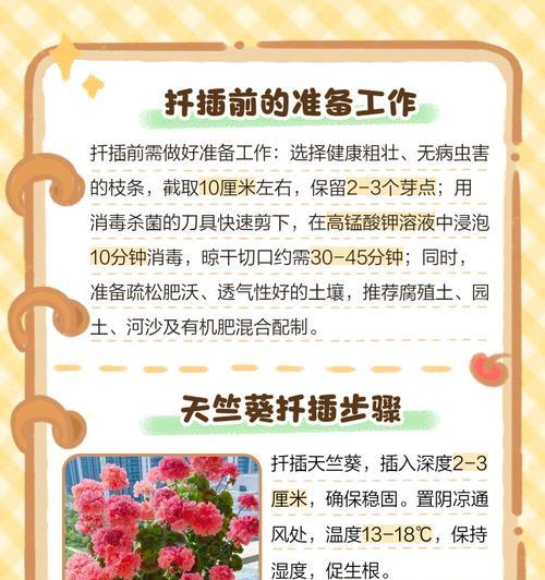 白色天竺葵的养护技巧有哪些？