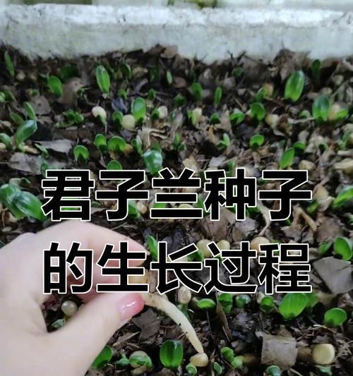 君子兰栽培最合适的土壤是什么？