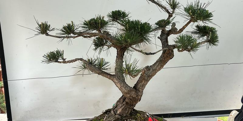 大连黑松盆景种苗的质量如何？