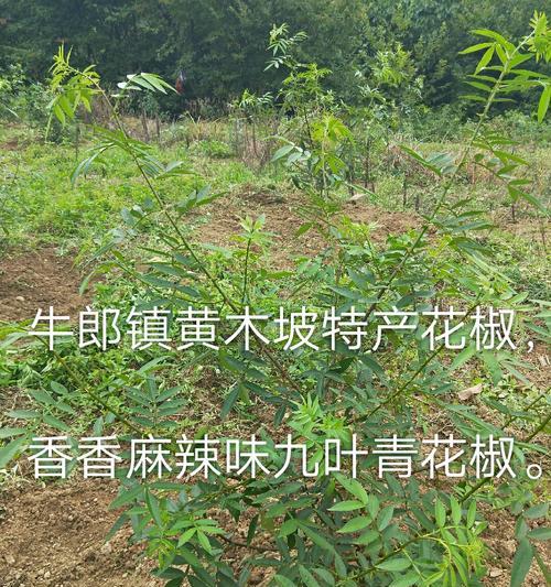 迟黄都的最佳播种时间是什么时候？