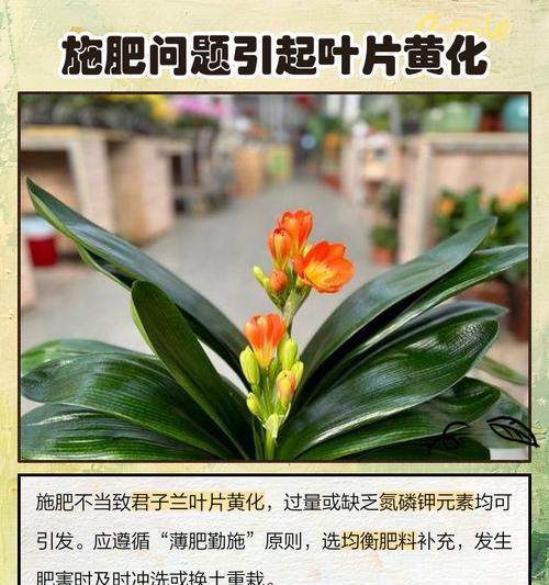 君子兰低叶发黄的原因是什么？