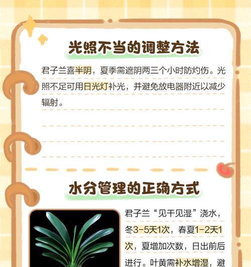 君子兰低叶发黄的原因是什么？