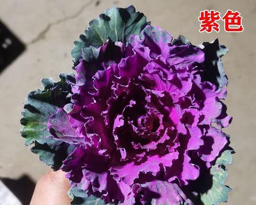 观赏植物中哪些具有紫色叶子？