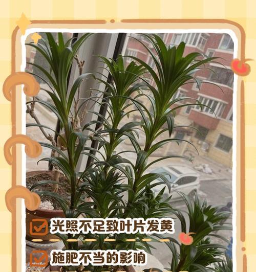 六月份红花叶子发黄应如何处理？