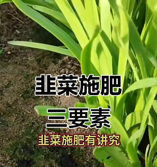 韭菜施肥的正确技巧和注意事项是什么？