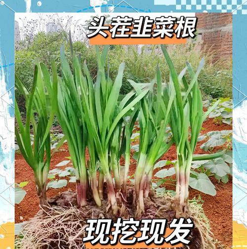 韭菜施肥的正确技巧和注意事项是什么？