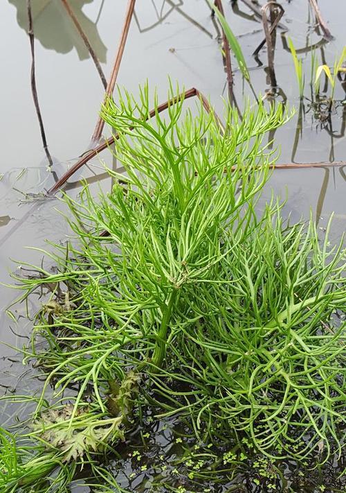 潢川水生植物种类有哪些？特点是什么？