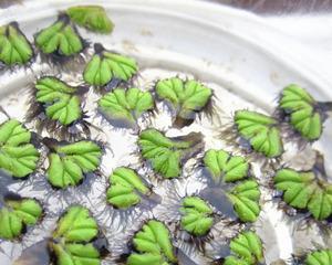 潢川水生植物种类有哪些？特点是什么？