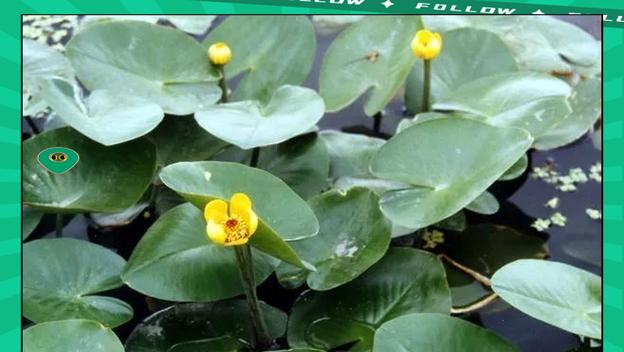 潢川水生植物种类有哪些？特点是什么？