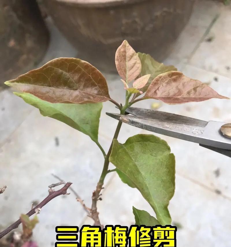 三角梅悬崖桩怎么固定？固定三角梅悬崖桩的正确方法是什么？