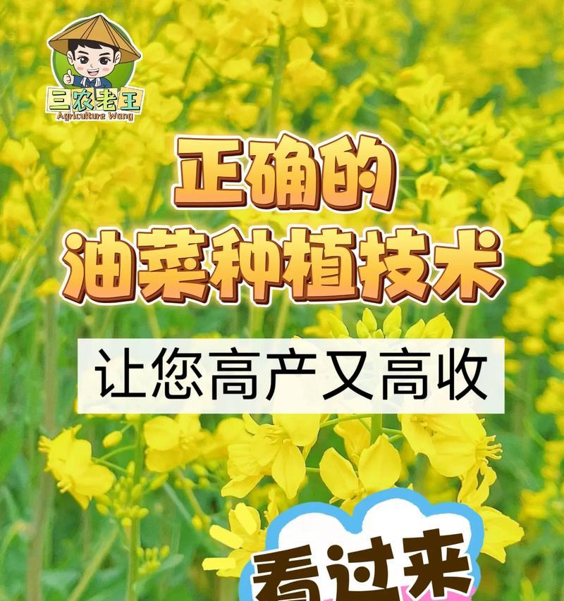 油菜的最佳播种时间是什么时候？