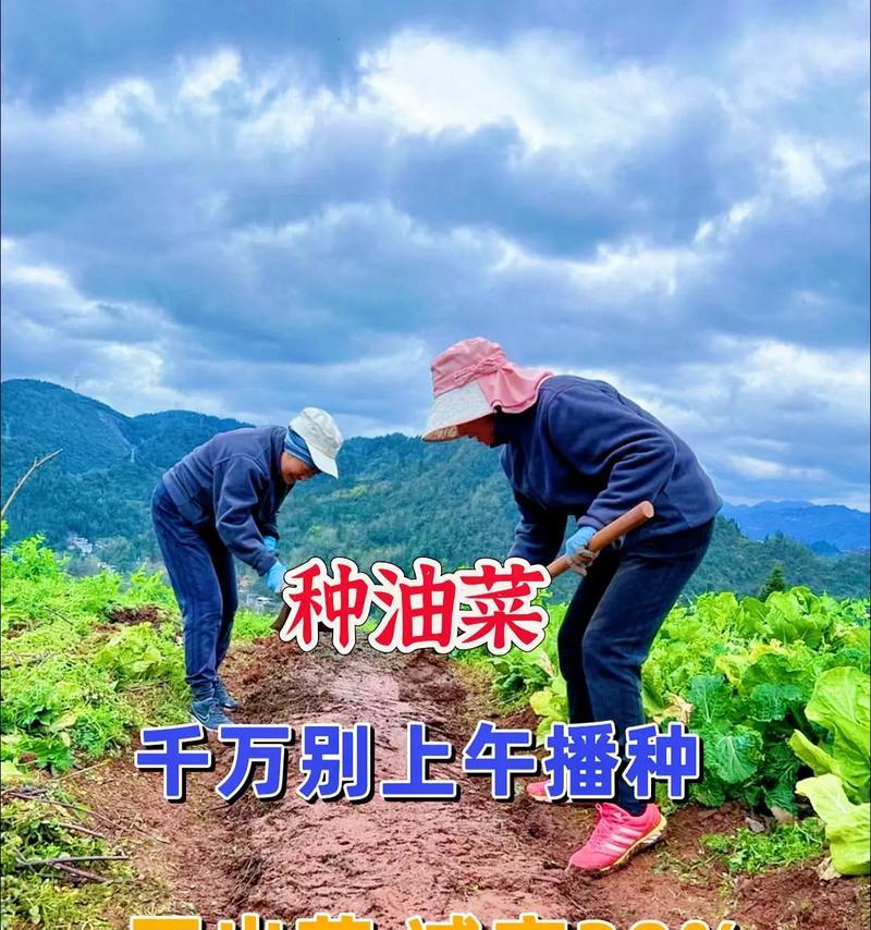 油菜的最佳播种时间是什么时候？