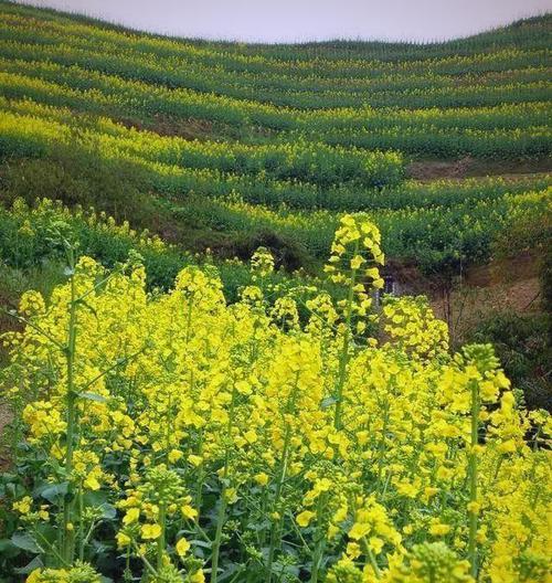 油菜的最佳播种时间是什么时候？