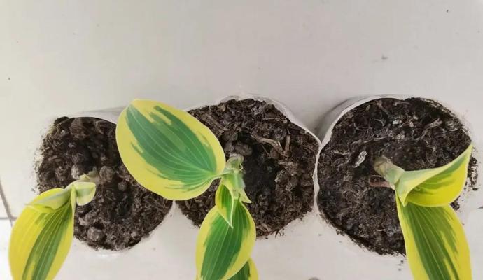 玉簪花冬季养护的施肥技巧有哪些？如何安全过冬？
