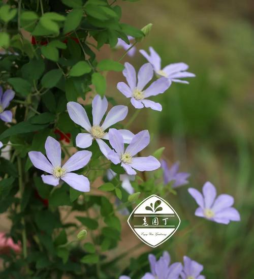铁线莲盘绕牵引花柱的正确方法是什么？