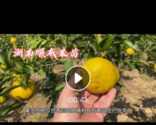 甜柚柑的栽培技术要点有哪些？如何栽培甜柚柑？