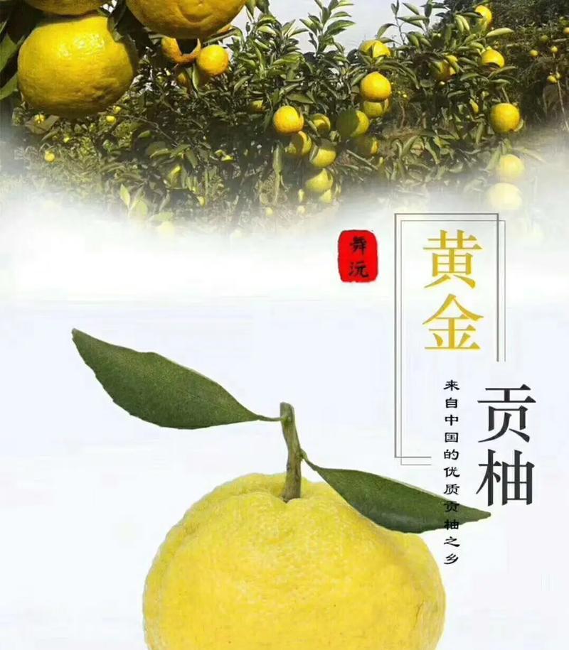 甜柚柑的栽培技术要点有哪些？如何栽培甜柚柑？